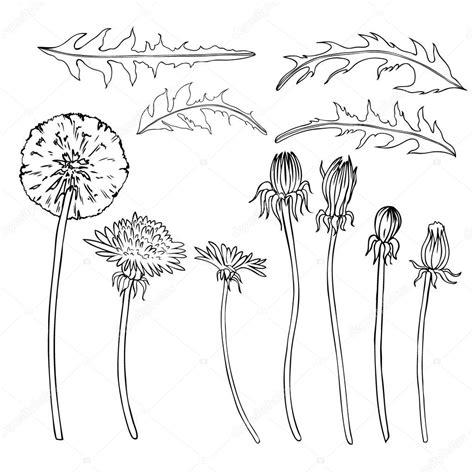 Dandelion Botanical Drawing At Getdrawings Free Download