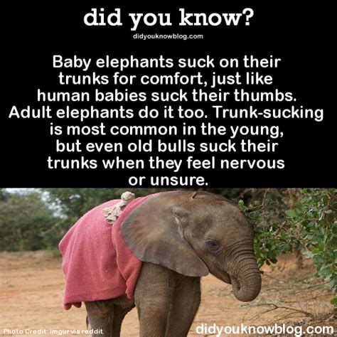 Baby Elephants A Elephant Facts Elephant Animals Beautiful