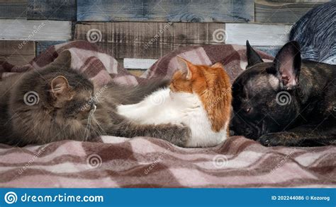 Two Cats And A Dog Sleep Together Affectionate Good Relations Of