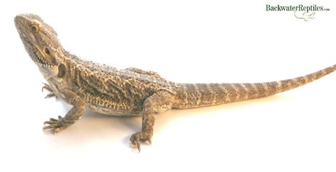 Certain reptiles and amphibians can be terrific pets, but some of them can be complicated to keep, and not all of them are appropriate for children. Lizards for Kids