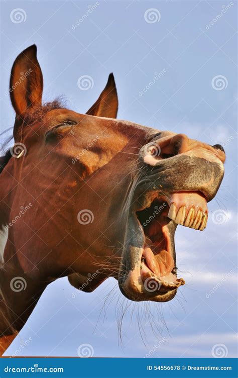 Yawn Stock Photo Image Of Horse Teeth Yawns Laughter 54556678