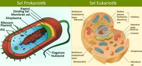 [Materi Lengkap] Struktur dan Fungsi dari Organel Sel!