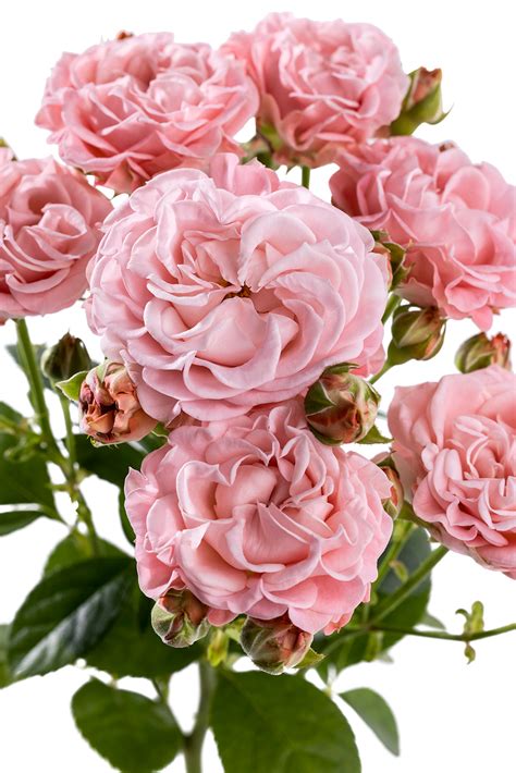 Pink Flow Voorn Spray Roses — High Quality Cultivars