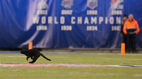 Black Cat Takes Some Blame For The Giants Loss To The Cowboys The