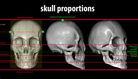 Dario Lucero Skull Proportions