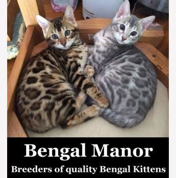 Distal neuropathy, a nervous system disorder that causes weakness. Bengal Manor - Bengal Cat Breeder - Perth, Western Australia
