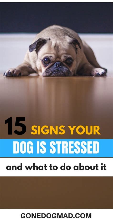 15 Signs Your Dog Is Stressed And What To Do About It Dog Stress