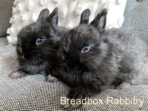 Breadbox Rabbitry Netherland Dwarf Rabbits In North Carolina