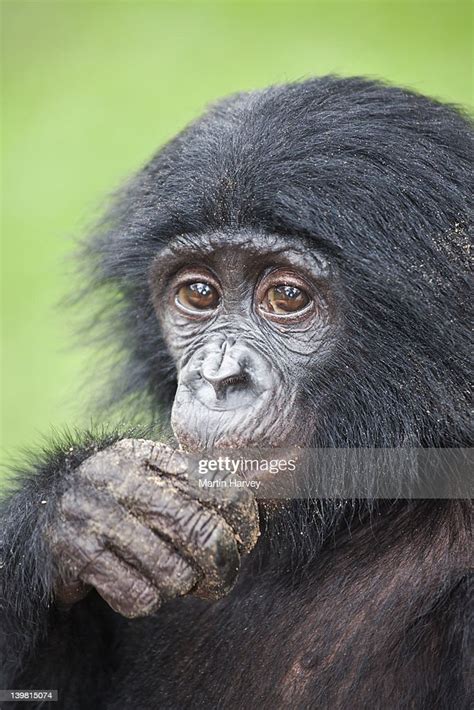 bonobo portrait sanctuary lola ya bonobo chimpanzee democratic republic of the congo high res