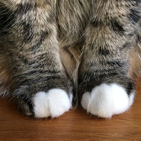 15 Some Interesting Facts About Cat Paws Cats In Care