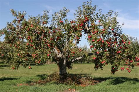 Apple Tree Wallpapers High Quality Download Free
