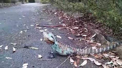Trekking through dense rainforest and muggy swamp habitats is rather unpleasant to the average. Gippsland water dragon - YouTube