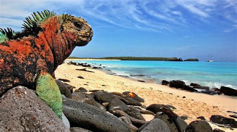 Galapagosinseln Berühmte Unesco Welterbestätten In Südamerika