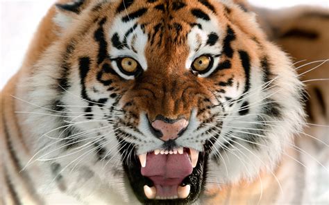 Animal Tiger Hd Wallpaper