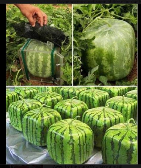 How To Grow A Square Watermelon Square Watermelon Vertical Vegetable
