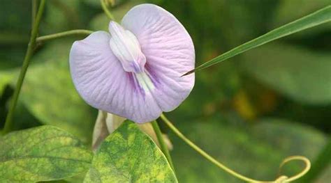 List Of 10 Climbing Wild Vine With Purple Flowers