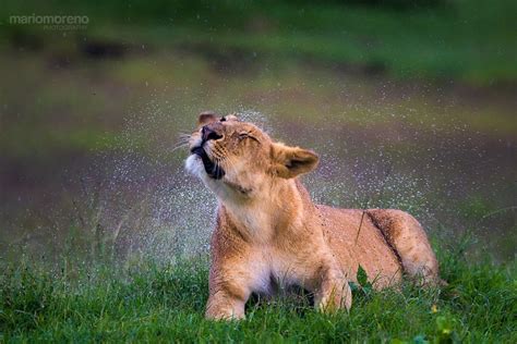 Lion Shake By Mario Moreno Photo 113643015 500px With Images