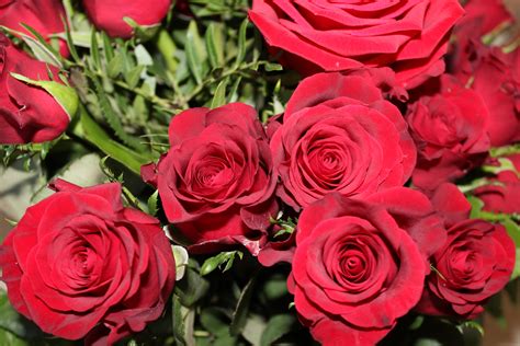 Images Gratuites Fleur Pétale Rouge Rose Des Roses Fleuriste