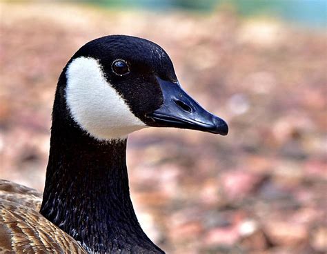A Close Up Of A Canada Goose Photograph By Raeann Davies