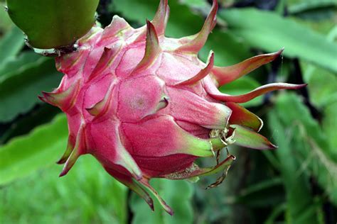 How To Grow Dragon Fruit Growing Dragon Fruit In A