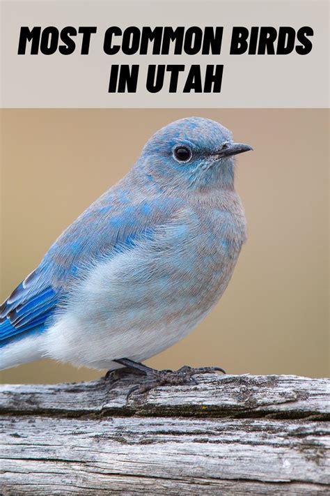 29 Most Common Birds In Utah With Pictures