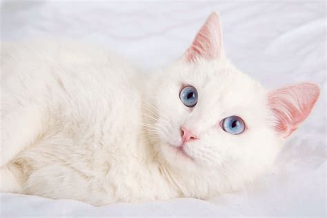 White Cats With Blue Eyes Whats So Special About Them