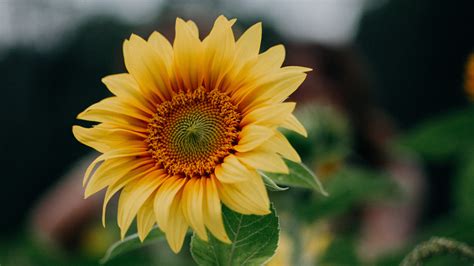 Download Wallpaper 3840x2160 Sunflower Flower Field