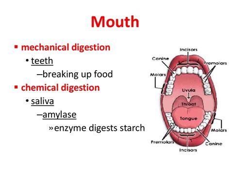 Mouth Diagram Digestive System