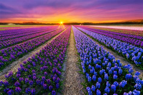 Flower Field In Netherlands 2048x1366 Download Hd Wallpaper