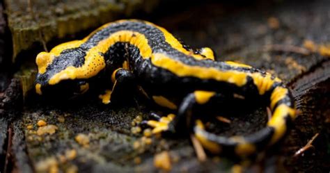 Are Salamanders Poisonous Progardentips