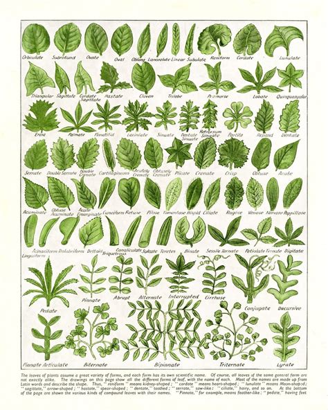 Leaf Shapes Chart Poster Morphology Diagram 5 Sizes Vintage Leaves