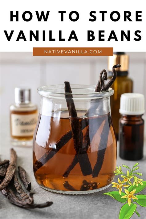 Guide How To Store Vanilla Beans Vanilla Bean Grow Vanilla Beans