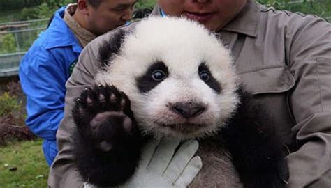 36 Adorable Baby Pandas Make Debut At Chinas Breeding Centers Watch