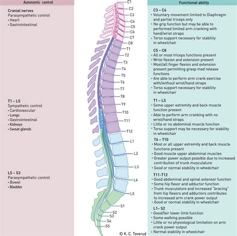 Spinal Cord Injury Levels And Function Chart