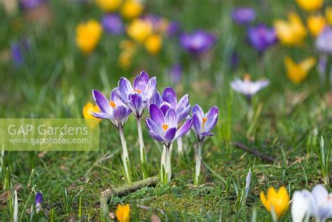 Crocus Meadow In Spr Stock Photo By Jo Whitworth Image 0246039