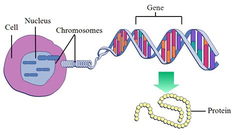 Dna Is Made Up Of Genes Or Genes Are Made Up Of Dna Socratic