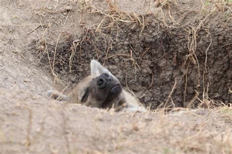 Spotted Hyena Sleeping In Its Den In The African Savannah Stock Image