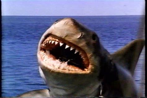 Jaws The Shark Jadens Adventures Wiki Fandom Powered By Wikia