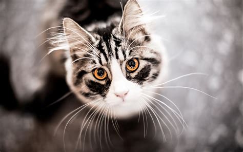 Cute Cats Photos Download Hd Desktop Wallpapers 4k Hd