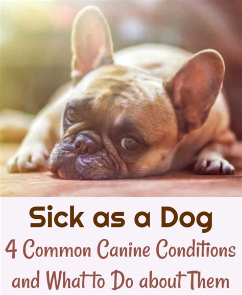 Sick As A Dog 4 Common Canine Conditions And What To Do About Them