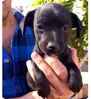 Adopting a pet is easy because we help match you with animals from local shelters. Los Angeles, CA - Chihuahua Mix. Meet Comet a Puppy for ...