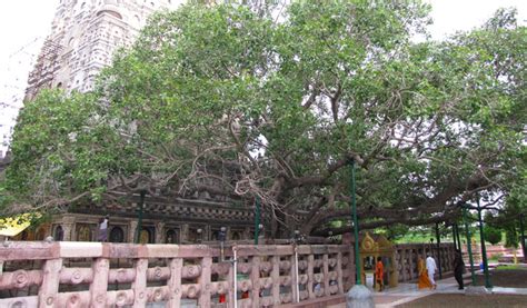 Places To Visit In Bodh Gaya In Religious Places And Top