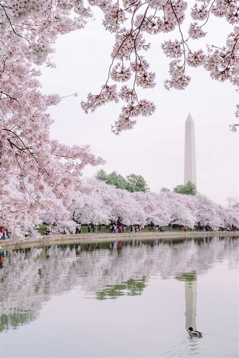 Cherry Blossom Washington Dc Wallpaper - Wallpaper