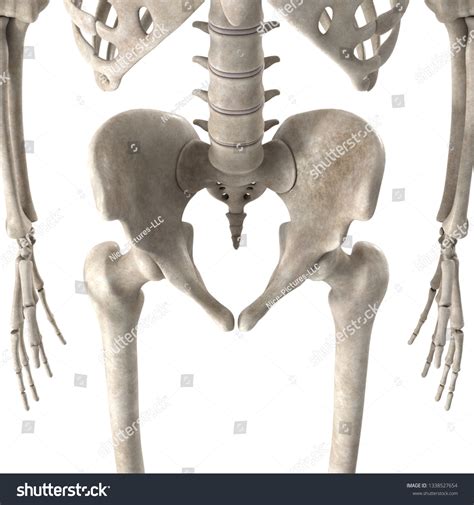 3d Render Male Skeleton Hips Stock Illustration 1338527654 Shutterstock