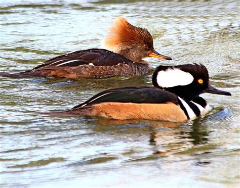 Pair Of Hooded Mergansers Photograph By Ira Runyan Pixels