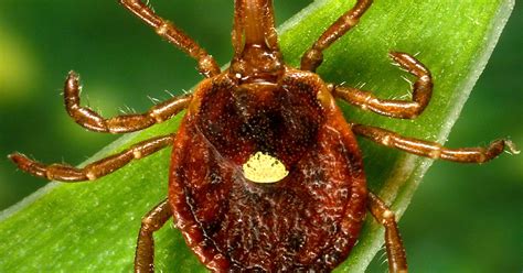 Lone Star Tick Bites Can Cause Allergy To Red Meat