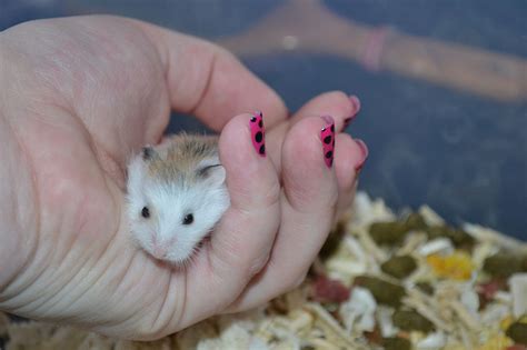 W Midlands Baby Pied Roborovski Dwarf Hamsters Reptile Forums