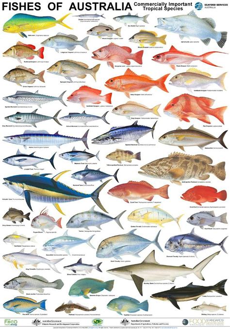 Pin By Zak Zych On Snorkeling In 2020 Fish Chart Types Of Fish