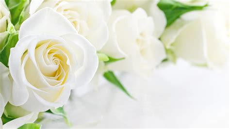 Wallpaper Hd White Rose Pictures Myweb