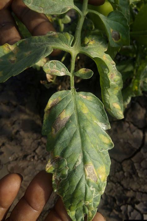 Causes Of Tomato Leaf Spots Tomato Early Blight Alternaria